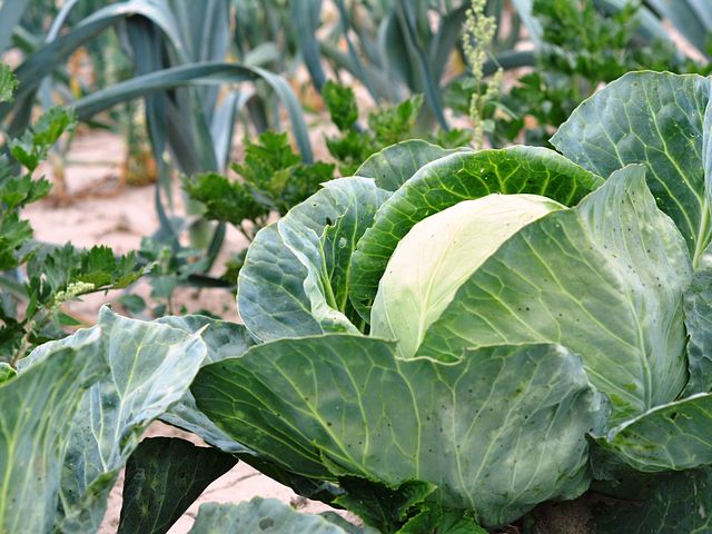Секреты выращивания белокочанной капусты