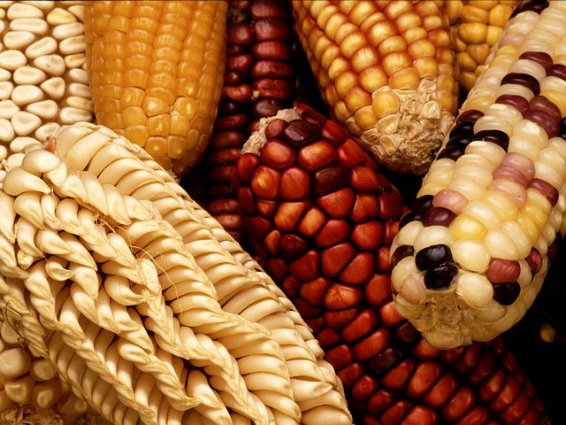 Отличительные особенности и правила выращивания красной кукурузы