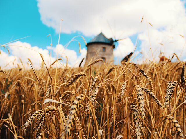 Как, когда и чем удобрять озимую пшеницу?